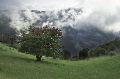 جنگل ابر | عاشقان طبیعت ایران