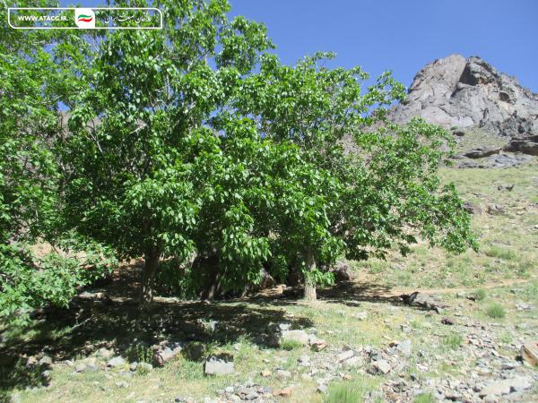 قله کرکس | عاشقان طبیعت ایران | صعود به قله کرکس اصفهان | وجه تسمیه قله کرکس