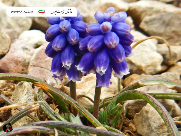 درفک | عاشقان طبیعت ایران | صعود به قله درفک | درفک آتشفشان خاموش