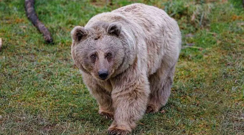 حیات وحش البرز شرقی | عاشقان طبیعت ایران | گونه های جانوری البرز شرقی