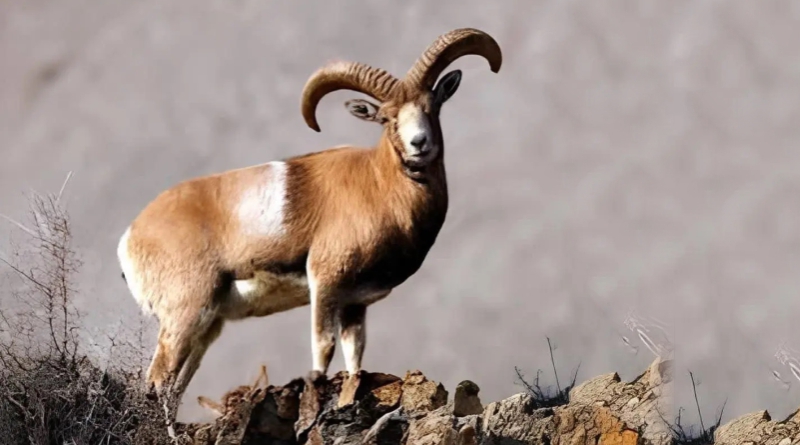 حیات وحش زاگرس | عاشقان طبیعت ایران | گونه های جانوری زاگرس